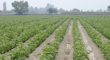 Cultivos en Ica Peru
